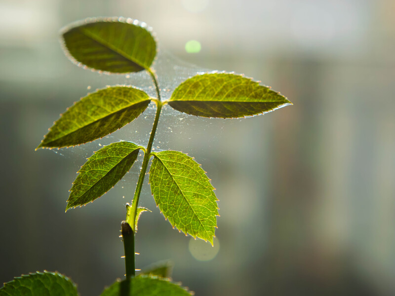 Простий спосіб позбутися плісняви й павутинного кліща на рослинах. Покладіть цей продукт у горщик
