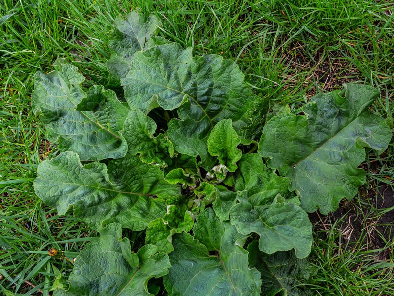 Використовуйте цю рослину для боротьби зі шкідниками на городі, щоб зменшити кількість пестицидів