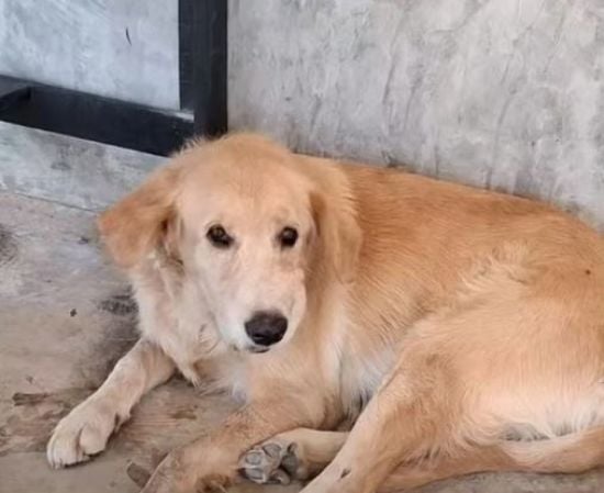 Пес приніс додому вибухівку, щоб погратися з чотирирічним хлопчиком: чим це закінчилося (фото)