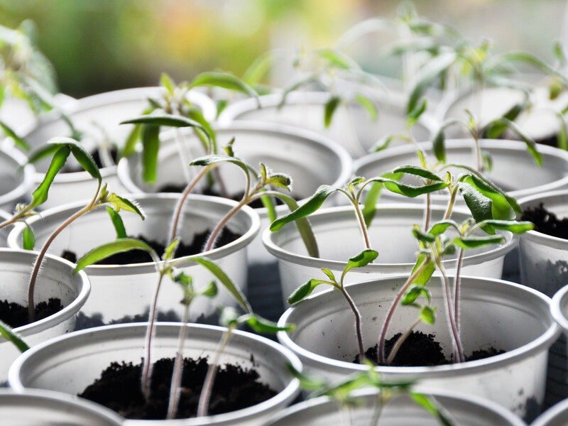 Не вирощуйте розсади в цих ємностях. Поширена помилка садівників