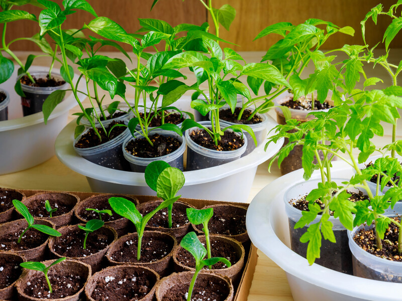 Розчиніть це у воді – і перець із томатами підуть у ріст. Рецепт дешевого, але ефективного підживлення Розчиніть це у воді – і перець із томатами підуть у ріст. Рецепт дешевого, але ефективного підживлення