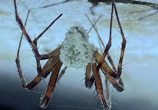 Грибок перетворює павуків на зомбі: невідомий раніше вид виявили у печерах