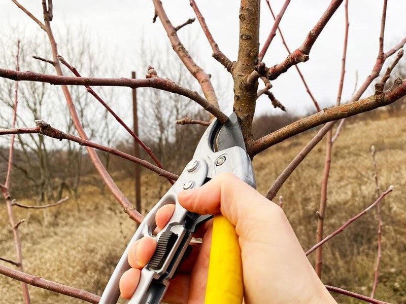 Зробіть ось таке обрізання яблунь – і цього року зберете щедрий урожай. Сім перевірених порад