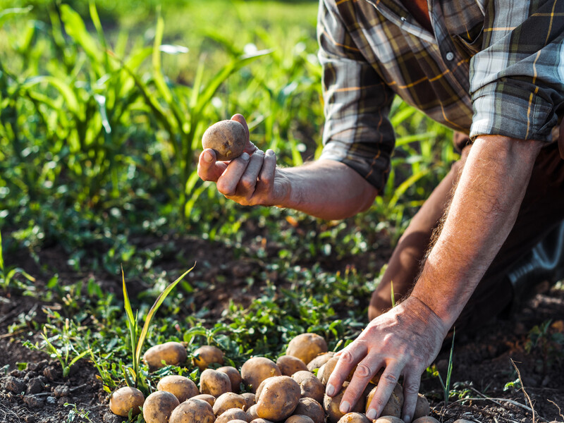 Урожаю картоплі не буде, якщо ви посадите її в цих місцях. Городники попередили