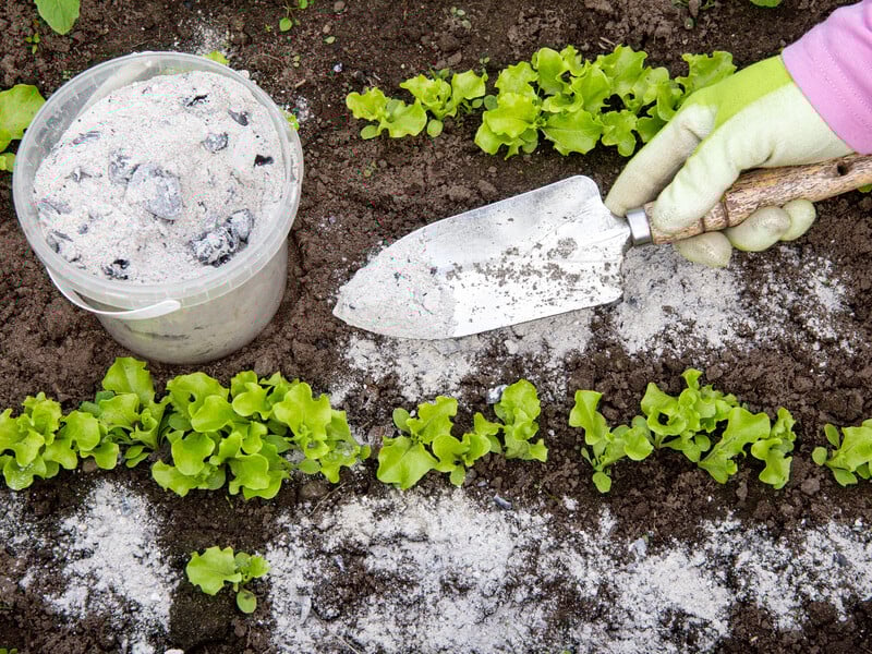 Якщо ви внесете деревний попіл під ці рослини, вони загинуть. Городники пояснили чому