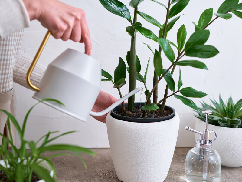 Прекрасний стимулятор для рослин – приготуйте настій лаврового листа за формулою 4-1-4