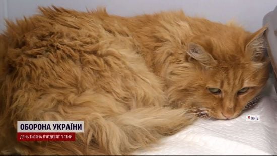 Шокуючі деталі порятунку кота: у ТЦК відмовились віддати ключі, а сусіди кажуть, що мобілізований майже не бачить