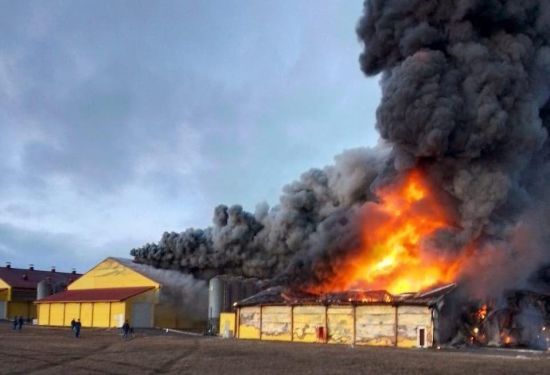 На Курщині загорілася птахофабрика після роботи російської ППО: що відомо (відео)