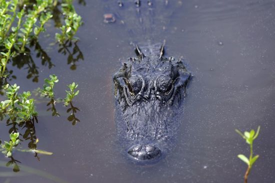 Хитрі алігатори заманюють людей на смерть, імітуючи потопельників: як вони це роблять – фото
