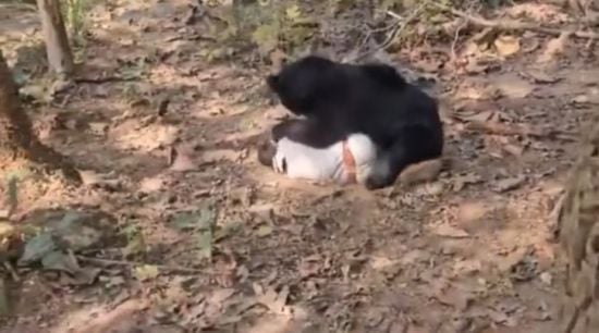 Батька на смерть загриз той самий ведмідь, що вбив його сина – фото