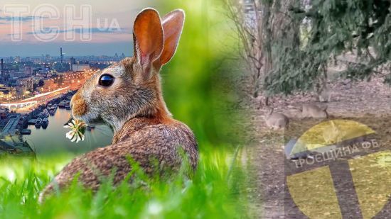 Зайці "захоплюють" Київ: водіїв попередили про небезпеку