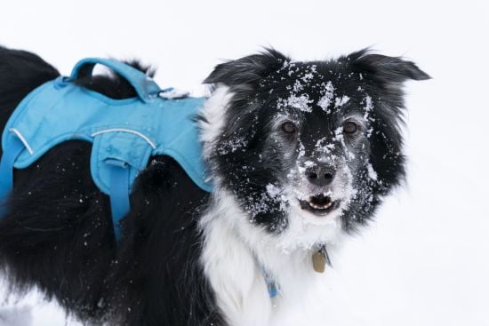 Коли до України повернуться морози та сніг: синоптикиня назвала дати