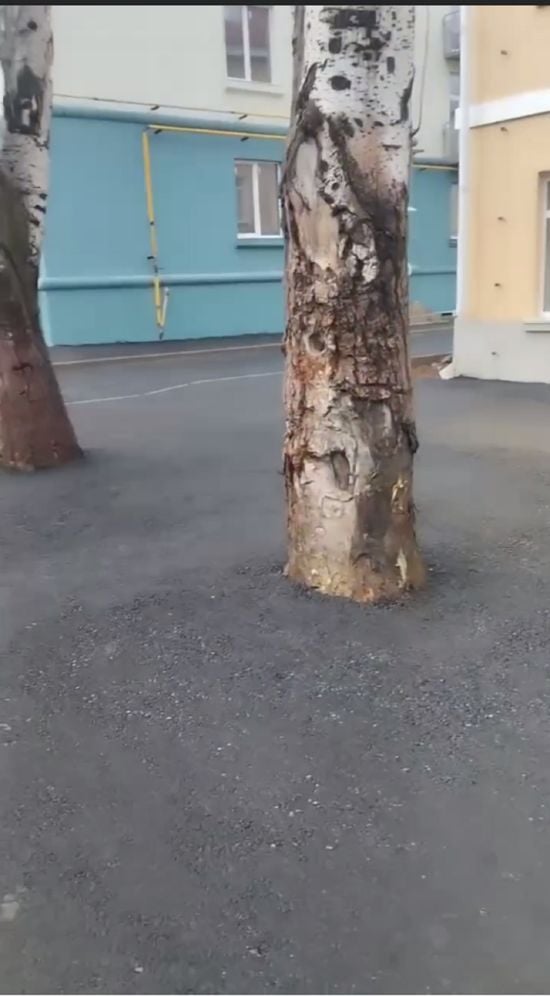 Окупаційна "геніальність": у Маріуполі загарбники заасфальтували тротуар разом із деревами