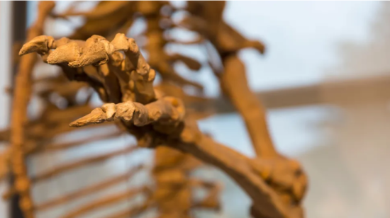 Понад 20 000 років історії під сумнівом: "людина Усікава" виявилась ведмедем