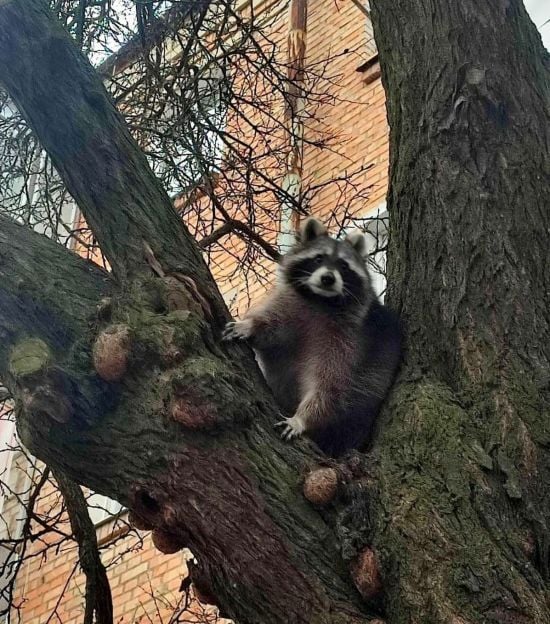 Справжня пухнаста справа: у Нікополі поліцейські повернули втікача-єнота до родини