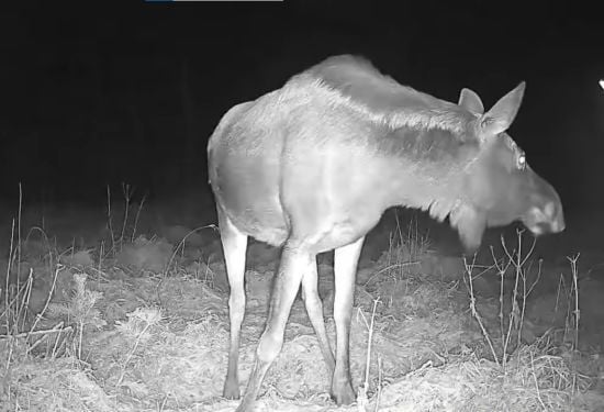 На Рівненщині лось вперше потрапив у фотопастку: нацпарк поділився цікавими кадрами