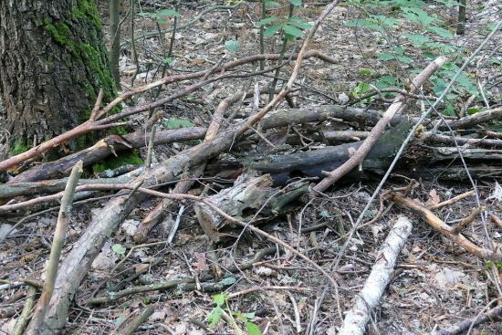 Чи можна збирати сухостій з лісу на дрова