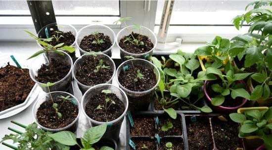 Які квіти посіяти в січні на розсаду:список від фахівчині для тих, хто не хоче купувати розсаду