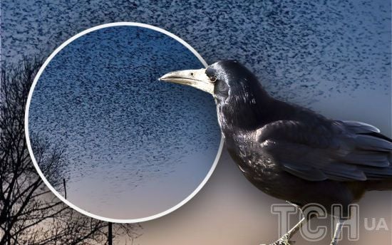 Загадкова "карусель" з птахів над Києвом: експерт пояснив, що відбувається