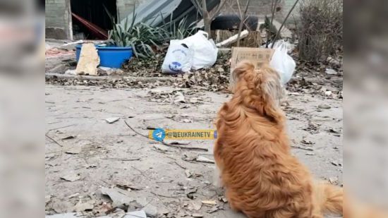 Хатіко із Запоріжжя: пес не відходить від тіла загиблого від ракети господаря (відео)