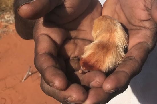 Розкрито геном однієї з найбільш загадкових тварин на планеті