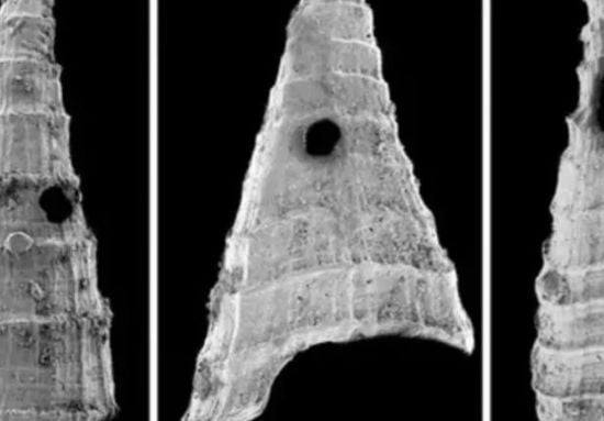 Археологи виявили найстаріший приклад "перегонів озброєнь" хижака і жертви