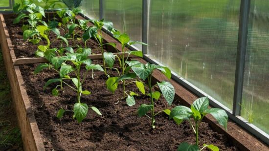 Березень на носі - що посіяти у березні на розсаду, беремо на замітку