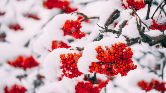 День ангела 15 лютого: кого та як вітати з іменинами