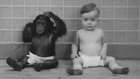 Батьки змусили дев'ятимісячного сина рости з шимпанзе заради експерименту: він закінчився трагічно