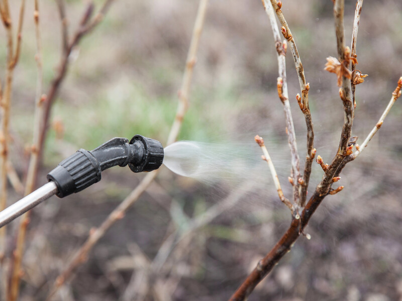 Розчиніть це у воді – і шкідники, які перезимували в корі, загинуть. Схема оброблення саду рано навесні