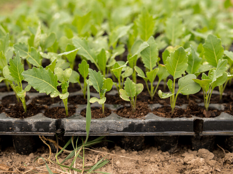 Залийте це окропом – і насіння опиниться в найкомфортніших умовах. Ефективний спосіб пророщування