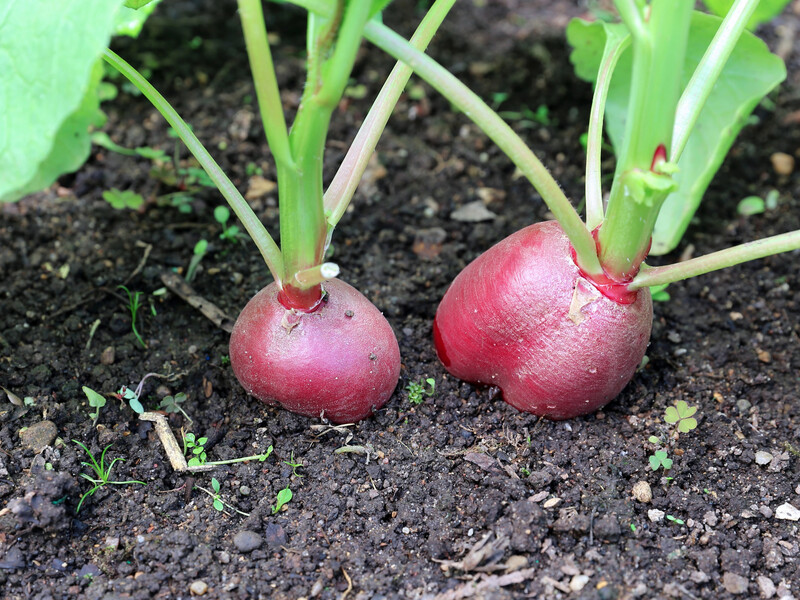 Ці три сорти редиски дадуть добрий і ранній урожай. Поради й лайфхаки від городників