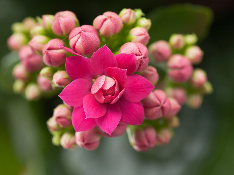 Якщо не виправите цієї помилки в догляді – цвітіння каланхое може так і не настати