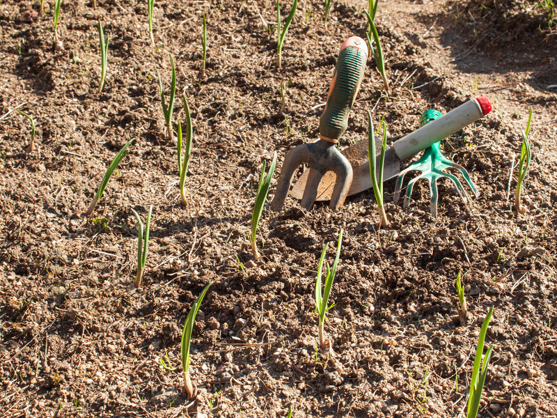Посадіть ярий часник у цей час – і матимете рекордний урожай