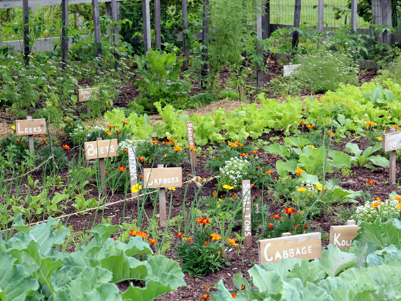Посадіть це поряд з перцем і томатами – і буде гарний урожай. Лайфхак, як захистити город від шкідників