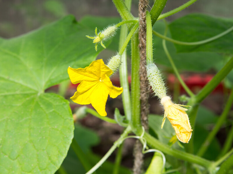 Зробіть це зі стеблом огірка – і на рослині не будуть з'являтися пустоцвіти