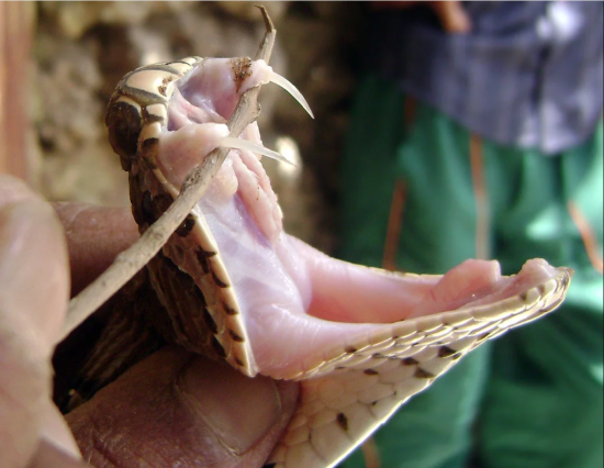 Вчені назвали найнебезпечнішу істоту для людини: хто це