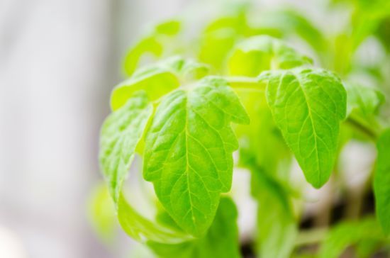 Мінігород на підвіконні чи балконі: як облаштувати