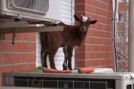 Загадкову козу врятували з підвіконня п'ятого поверху багатоквартирного будинку столиці – фото