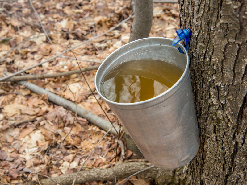 Не пропустіть сезон смачного й корисного кленового соку. Як його зібрати без шкоди для дерева?