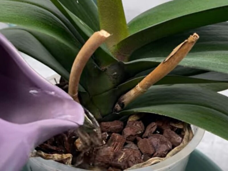 Залийте це окропом – і орхідея зможе активно формувати нові квітконоси. Рецепт імбирної води