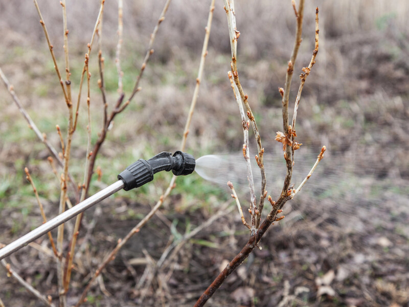 Через ці помилки, які допускають 90% садівників, перша оброка саду від шкідників буде марною