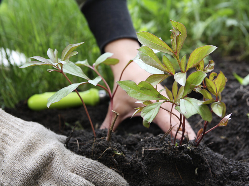 Розчиніть це у воді – і півонії потішать пишним цвітінням. Рецепт ефективного підживлення без хімії