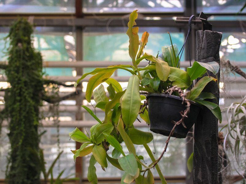 Після пересаджування кімнатні рослини стали млявими? Виправіть ці три помилки