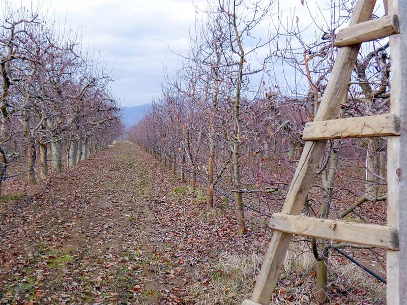 Зробіть це із фруктовими деревами до початку сокоруху, щоб отримати щедрий урожай