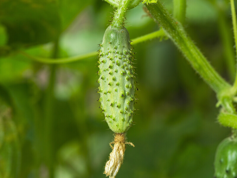 Дізнайтеся про пʼять найкращих гібридів огірків для відкритого ґрунту – усі стійкі до хвороб