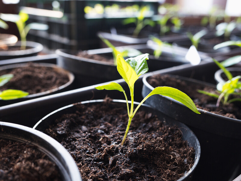 Чому в теплій кімнаті погано росте розсада? Таблиця оптимальної температури для молодих рослин