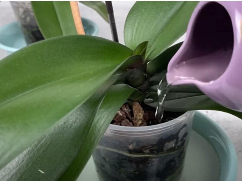 Залийте це водою – і орхідея почне формувати нові квітконоси. Рецепт натурального підживлення Залийте це водою – і орхідея почне формувати нові квітконоси. Рецепт натурального підживлення