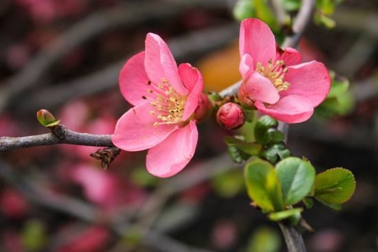 Раннє тепло чи затяжний холод: якою буде погода в Україні навесні