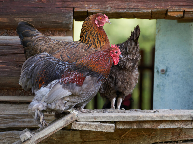 Через цих паразитів кури не несуть яйця й можуть загинути. Чотири правила профілактики кліщів